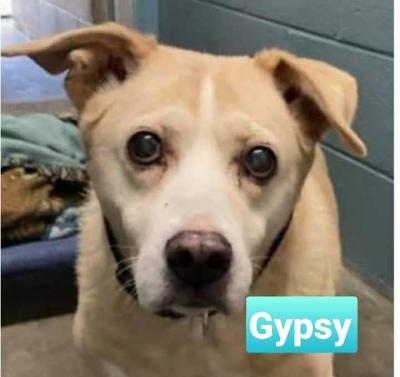 Gypsy