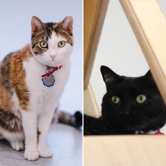 Autumn and Ebony