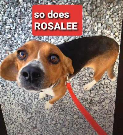 Rosalee