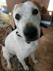 Tobias