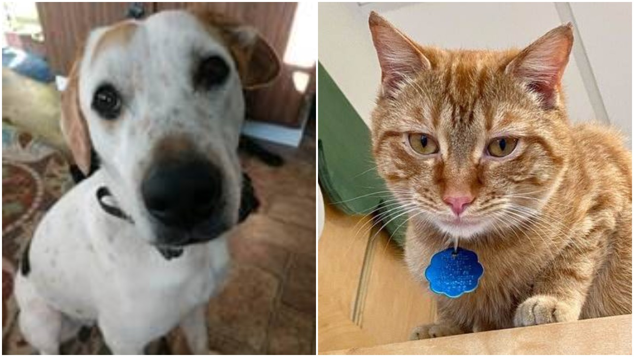 Here Are Some Pets for Adoption on Long Island