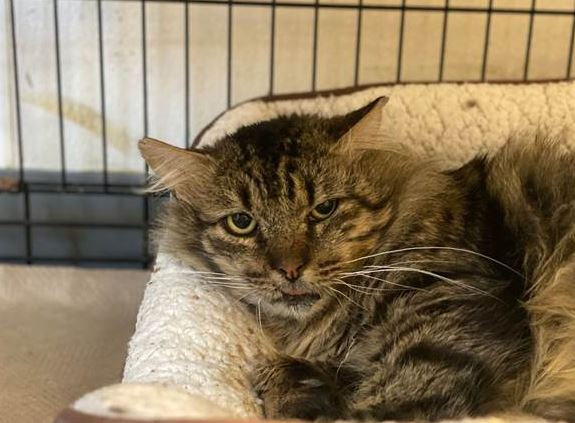 Declawed Cats for Adoption/NY Area