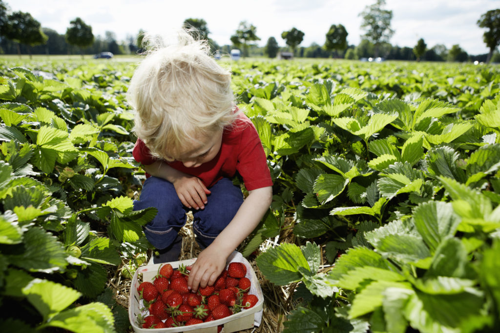 Your Guide to Summer Strawberry Picking on Long Island