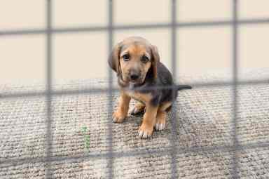 animal shelter pets