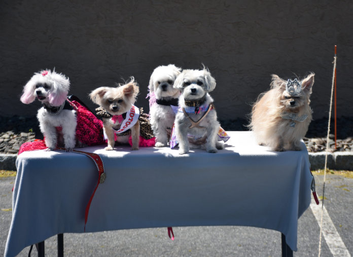 barking beauty pageant