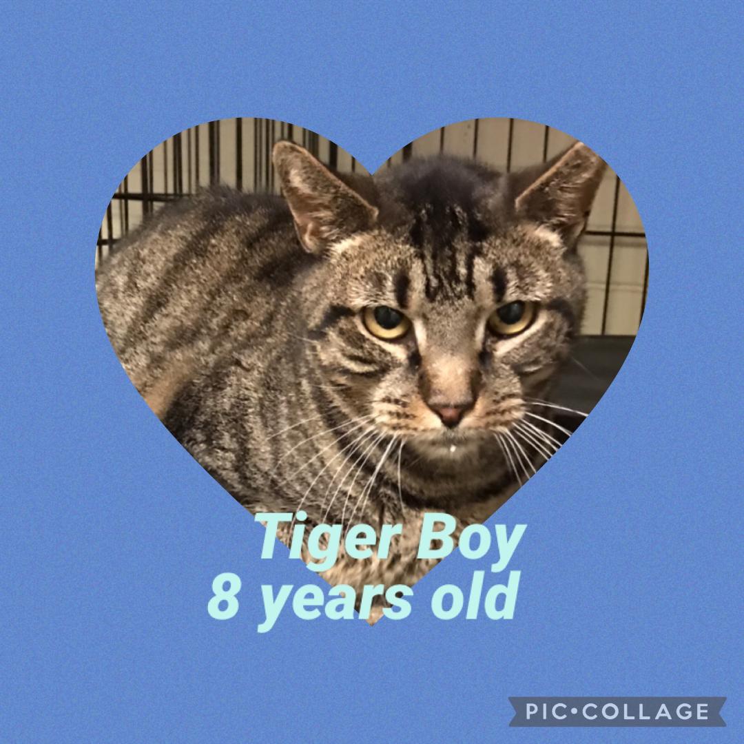 Tiger Boy