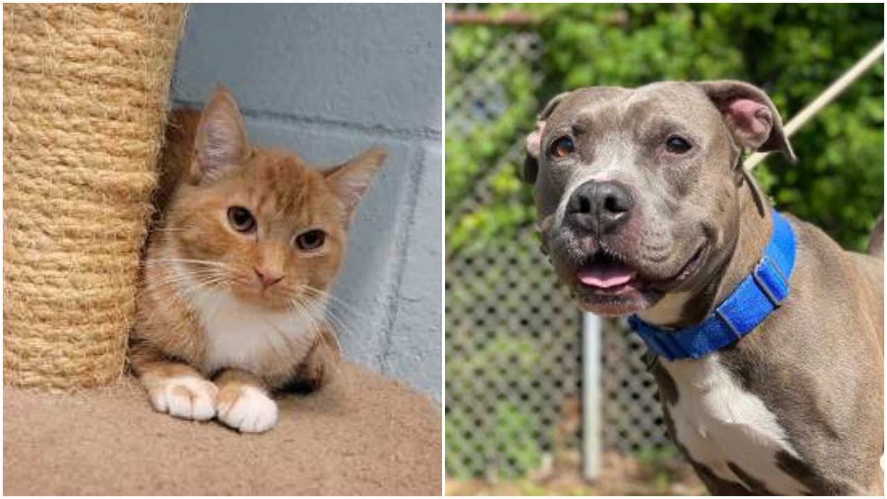 11 Pet Cats and Dogs Available for Adoption on Long Island