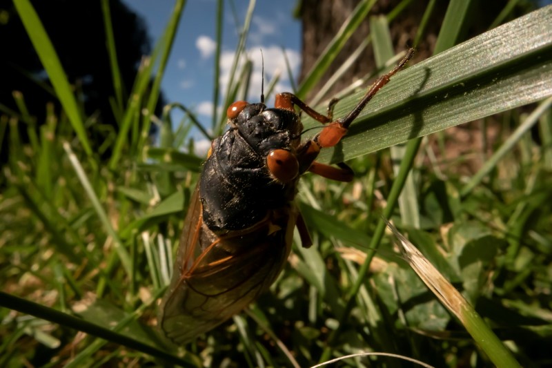 cicadas