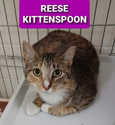 Reese Kittenspoon