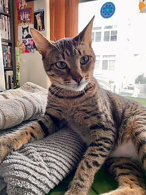 anyconv.com cleopatra