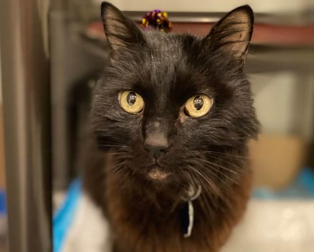 anyconv.com costello