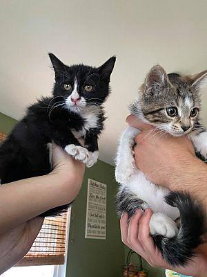 anyconv.com sage and clove