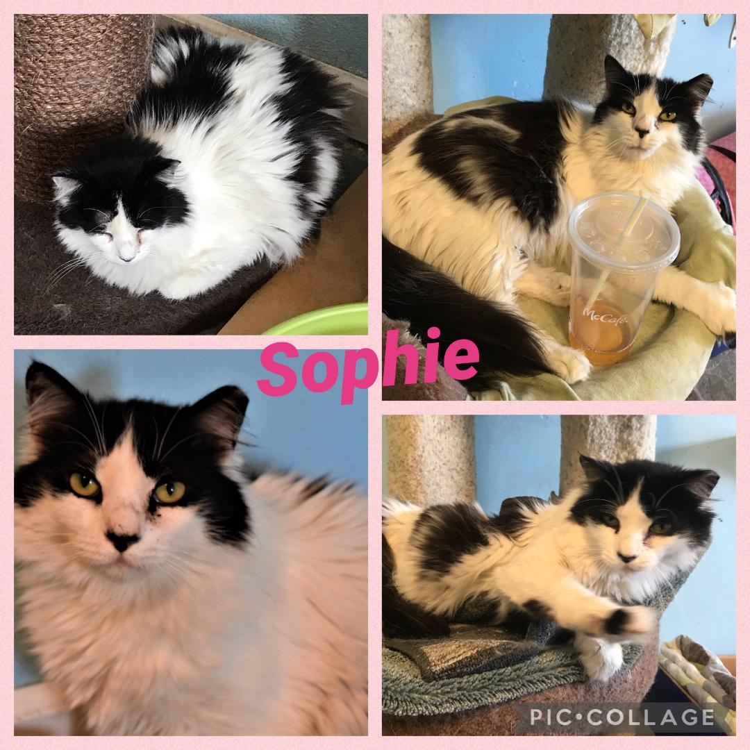 sophie