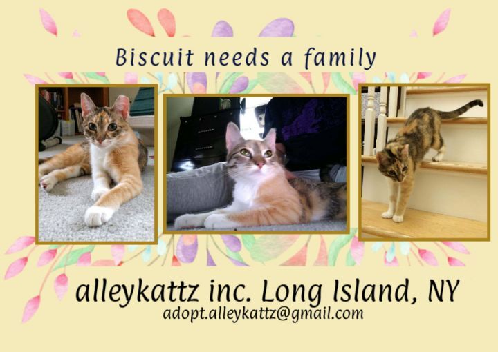 Adopt One of These Precious Cats on Long Island