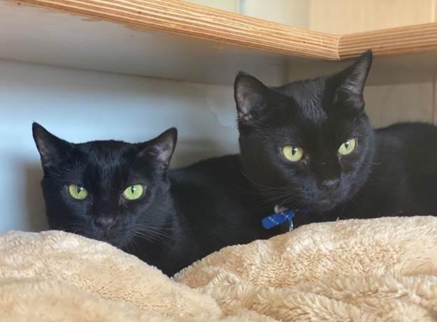 midnight20and20magic