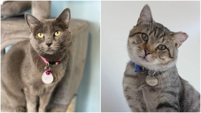 adoption