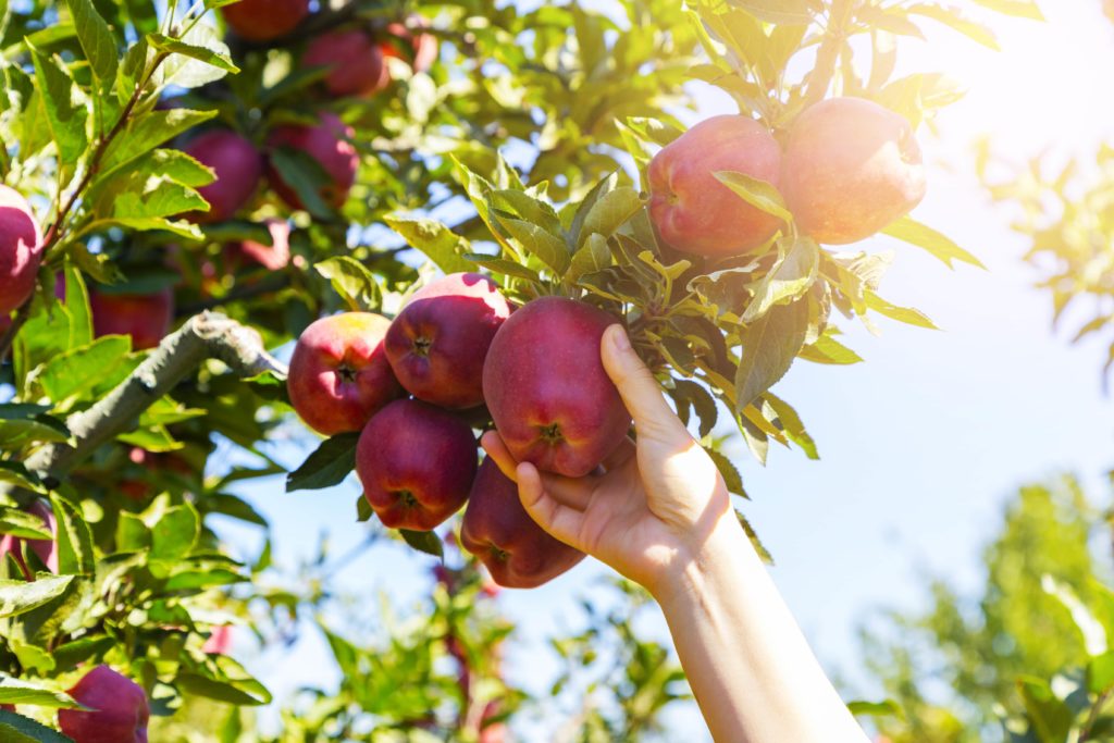 apple picking