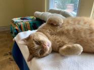 Help My Cat Doesn t Eat Pinkbike Forum