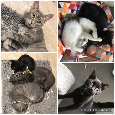 almost20home20kittens