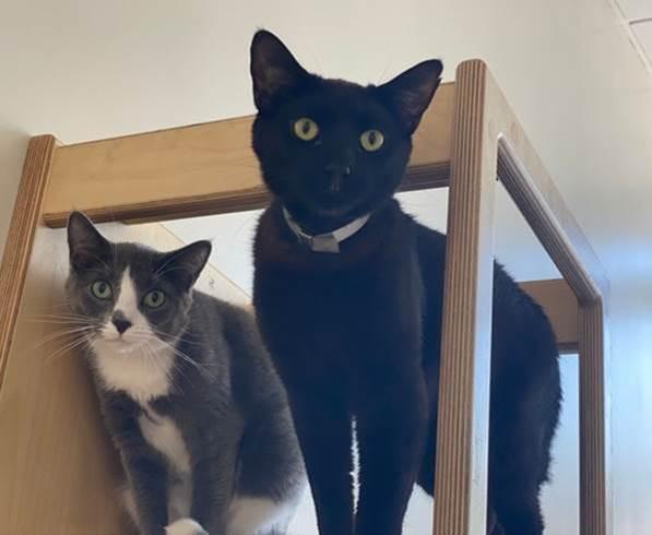 sassafras20and20sam20hill