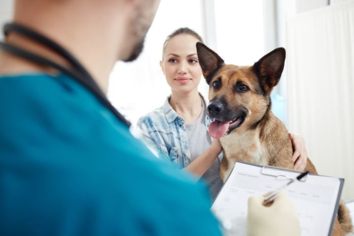 GettyImages-968955858 (1) pet insurance