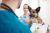pet insurance