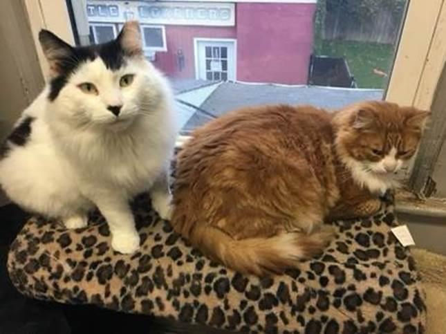 Adopt One — Or Even Two — Pet Cats on Long Island