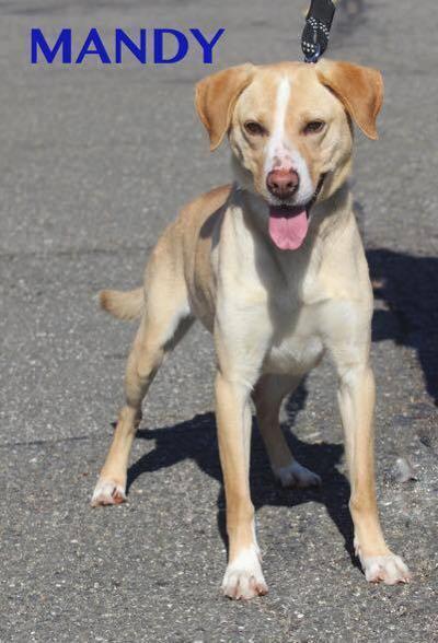 mandy