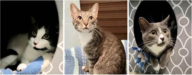 oreo20neo20and20misty