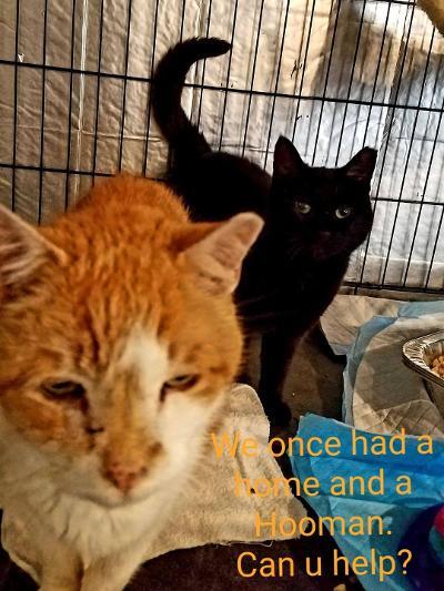 cinderpaws20and20buster