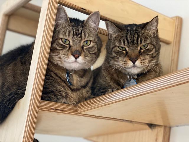 dorothy20and20rum20tum