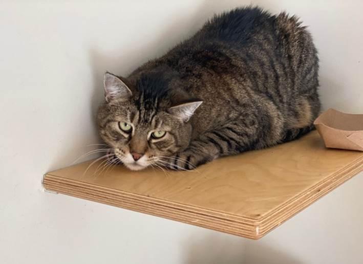 rudy20the20red20nosed20kitty