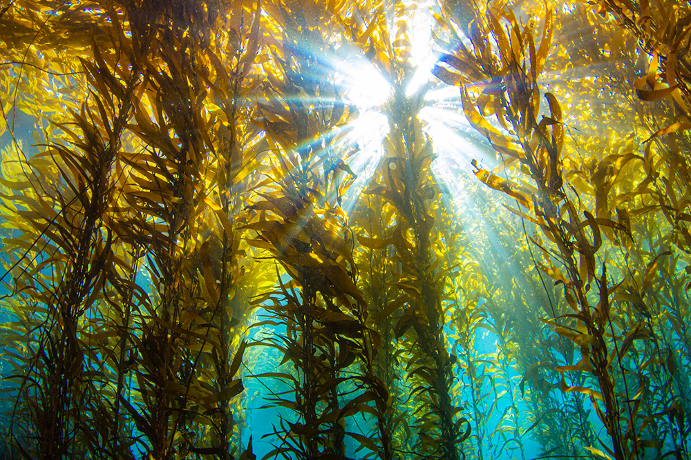 kelp