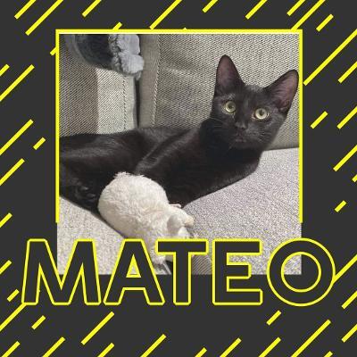 Mateo