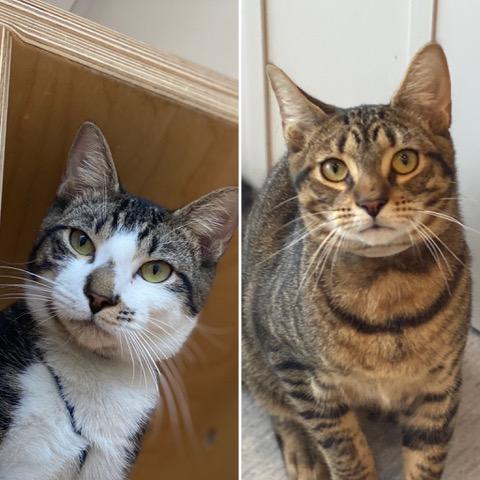 steve rogers and bucky barnes