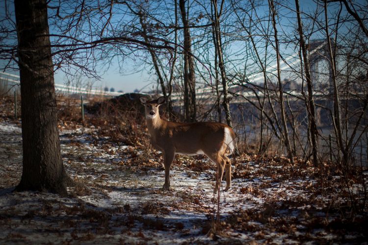 new york deer