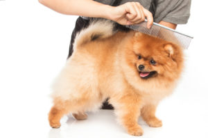 dog grooming options