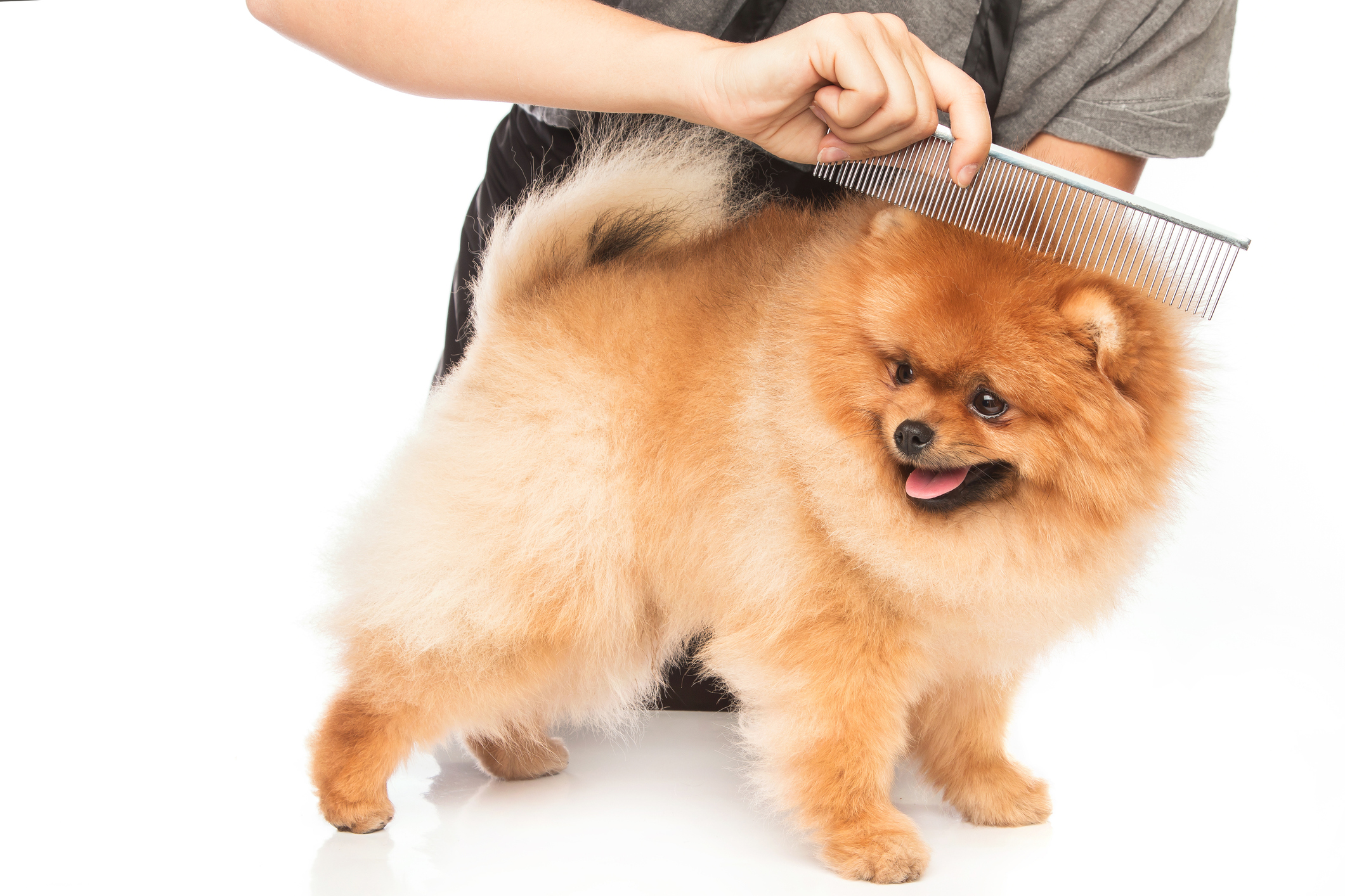 Mobile or Not? Dog Grooming Options Explained