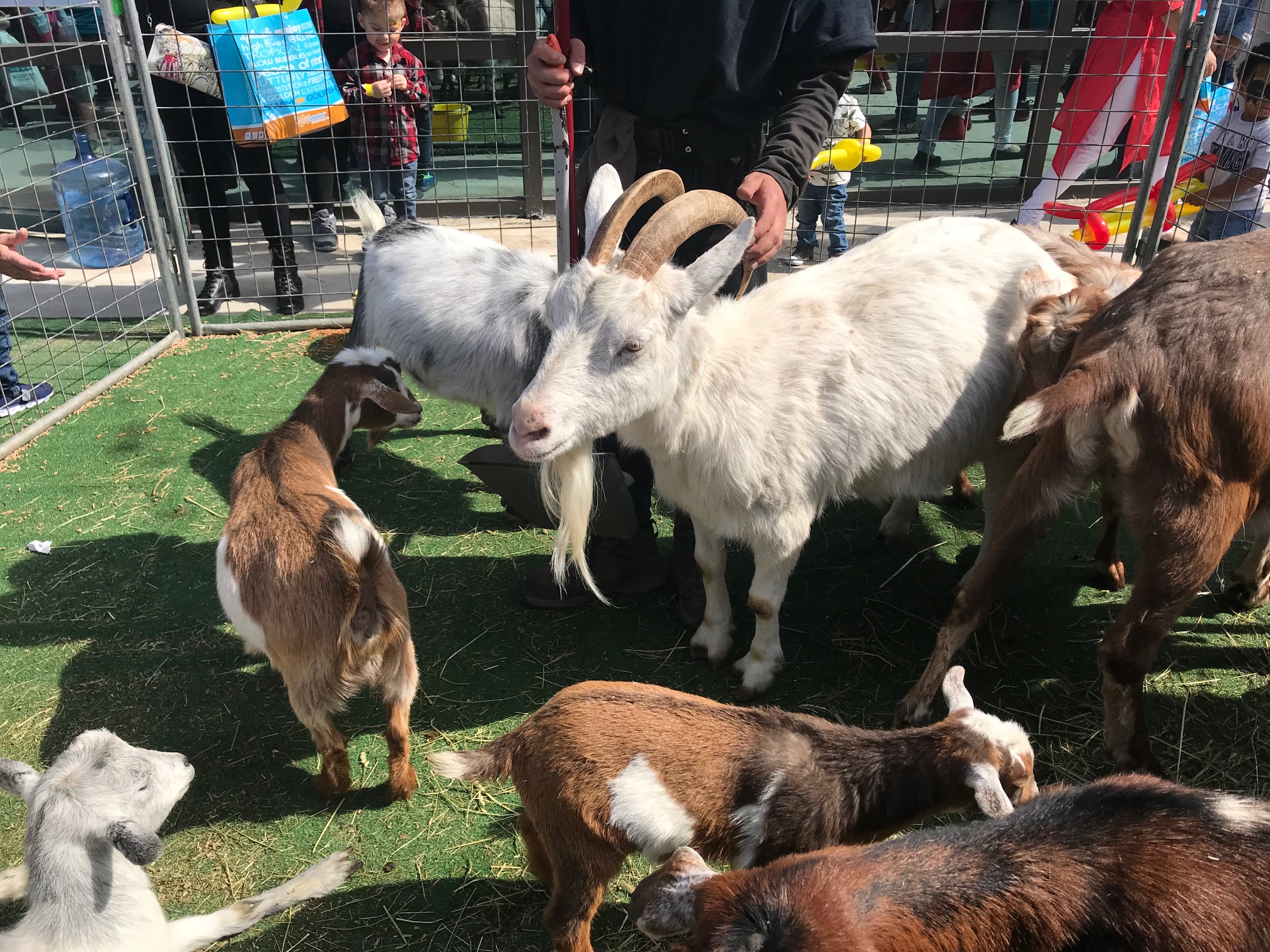 PettingZoo21