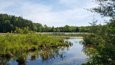 pine barrens