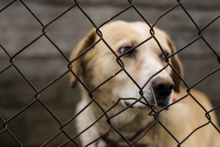 How to Help If You See An Animal in Distress, According to the Suffolk SPCA How to Help If You See An Animal in Distress, According to the Suffolk SPCA