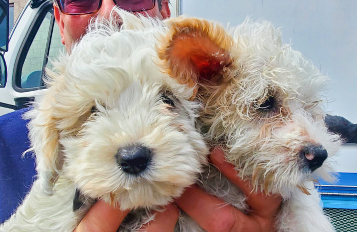 Image 1 Puppies rescued by North Shore Animal League America and National Mill Dog Rescue rescued dogs