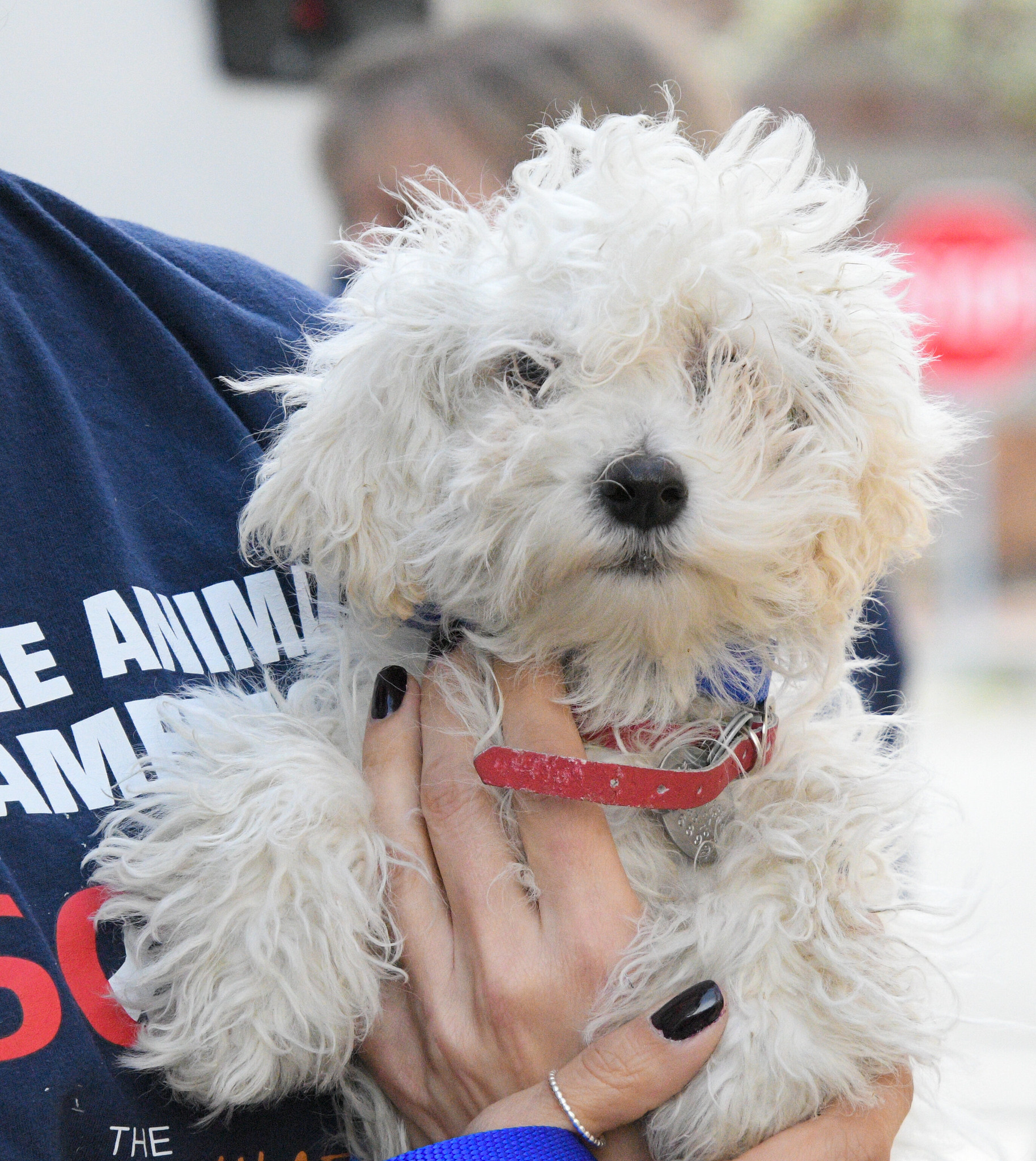 Image 10 Puppy rescued by North Shore Animal League America and National Mill Dog Rescue