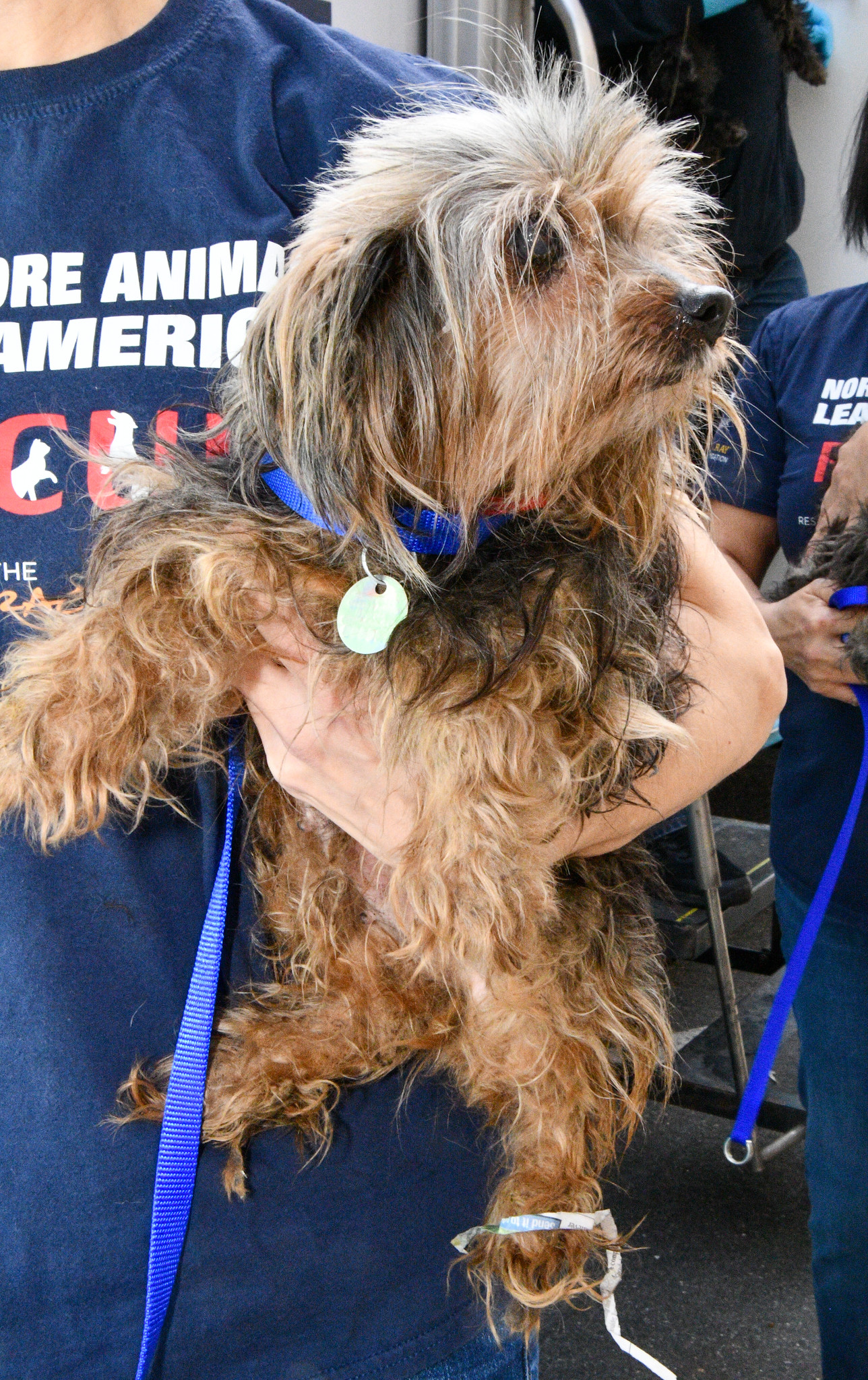 Image 11 Puppy rescued by North Shore Animal League America and National Mill Dog Rescue