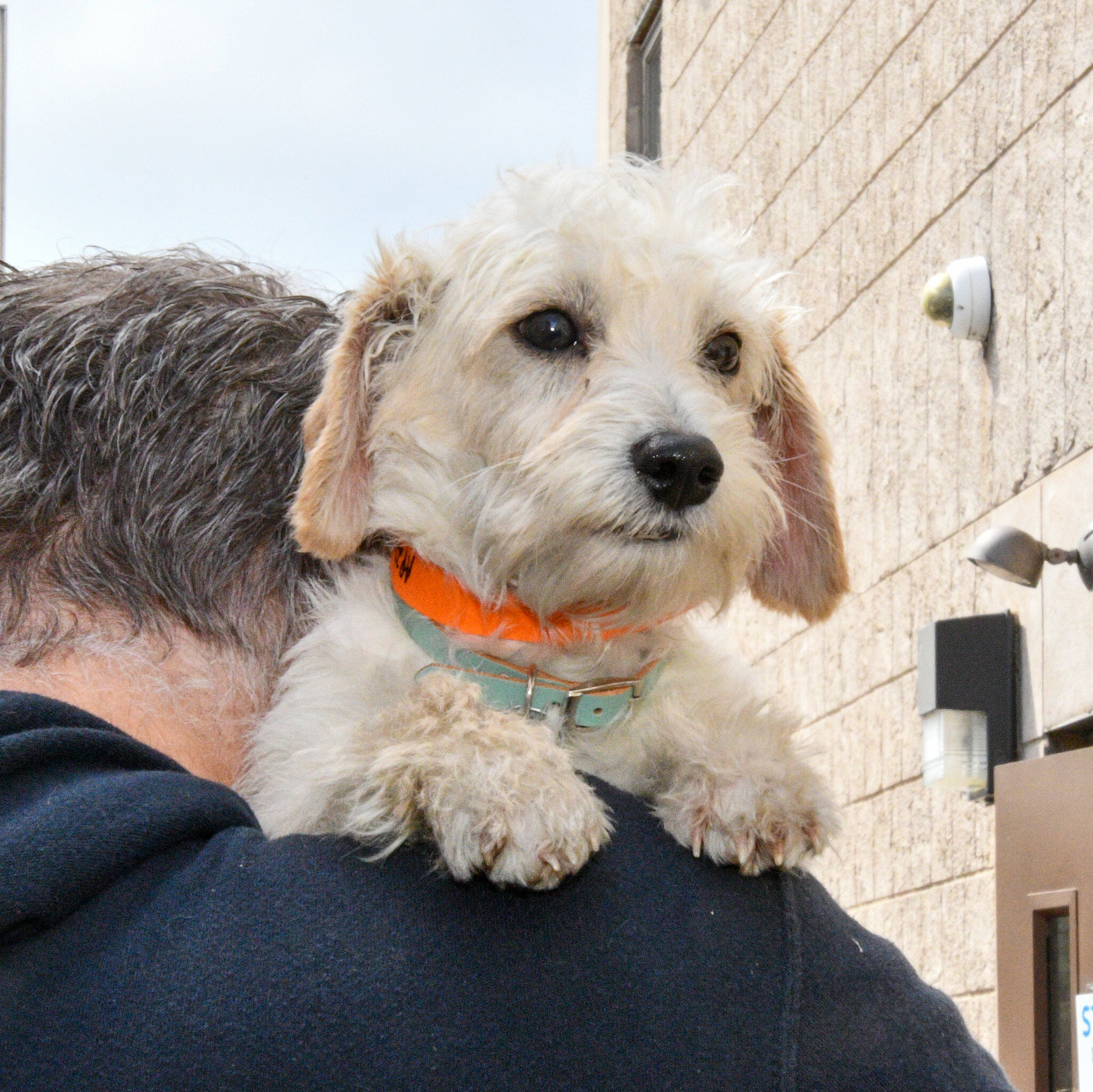 Image 12 Puppy rescued by North Shore Animal League America and National Mill Dog Rescue