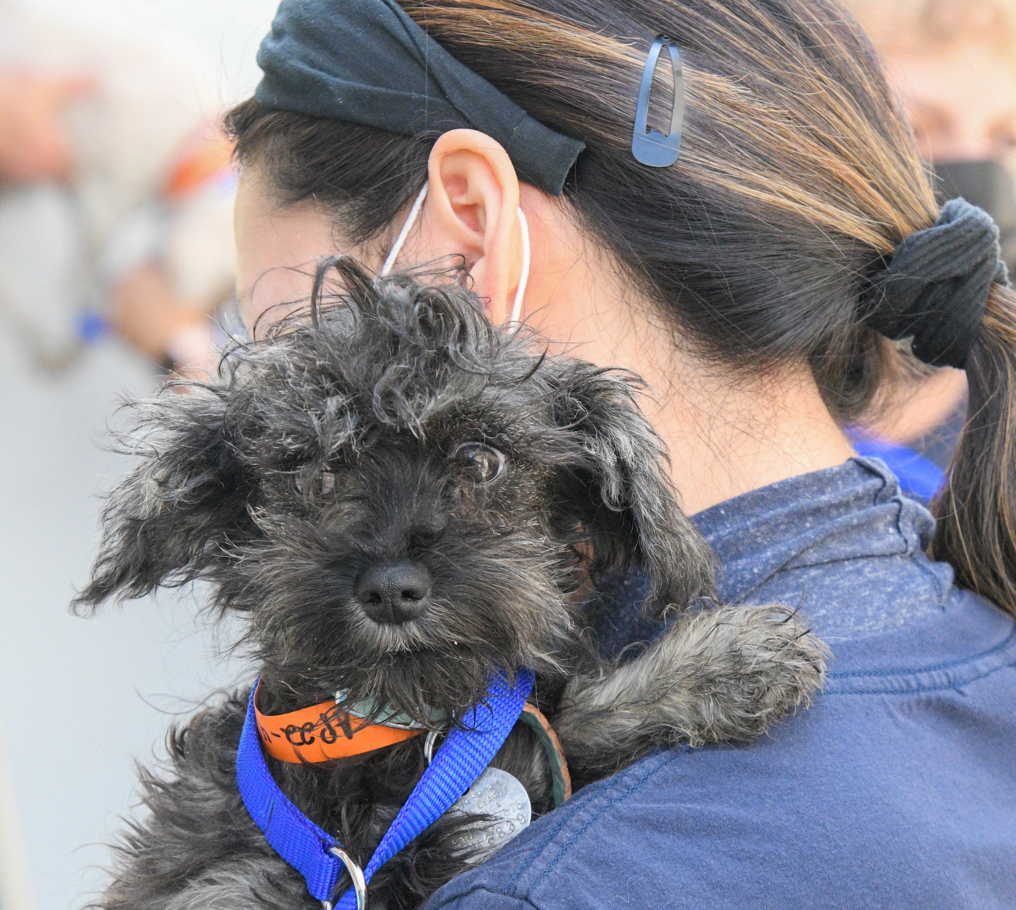 Image 13 Puppy rescued by North Shore Animal League America and National Mill Dog Rescue