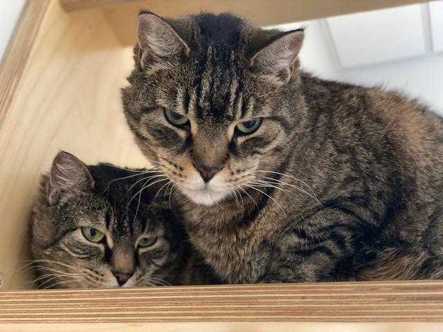 catherine the great and rum tum tugger