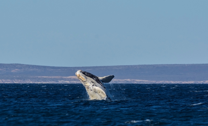 north atlantic right whale