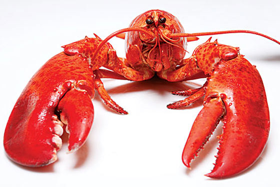 20100618_lobster_560x375