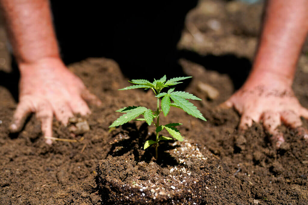 legal marijuana